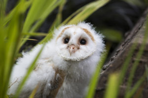 Cathedral barn owl 4