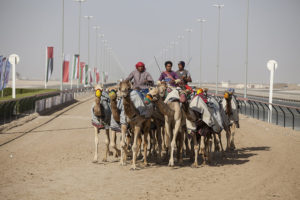 camel racing